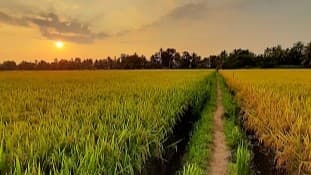 Paddy fields of Kuttanad